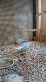 Diamantduifjes, Plusieurs animaux, Autres espèces