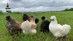 Jonge tamme Zijdehoen kriel kippen gesekst en ingeënt, Dieren en Toebehoren, Pluimvee, Vrouwelijk, Kip