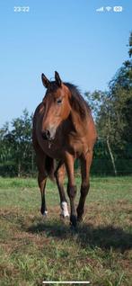 2 jarige ruin, Dieren en Toebehoren, Paarden, Springpaard, Ruin, 0 tot 2 jaar, Onbeleerd