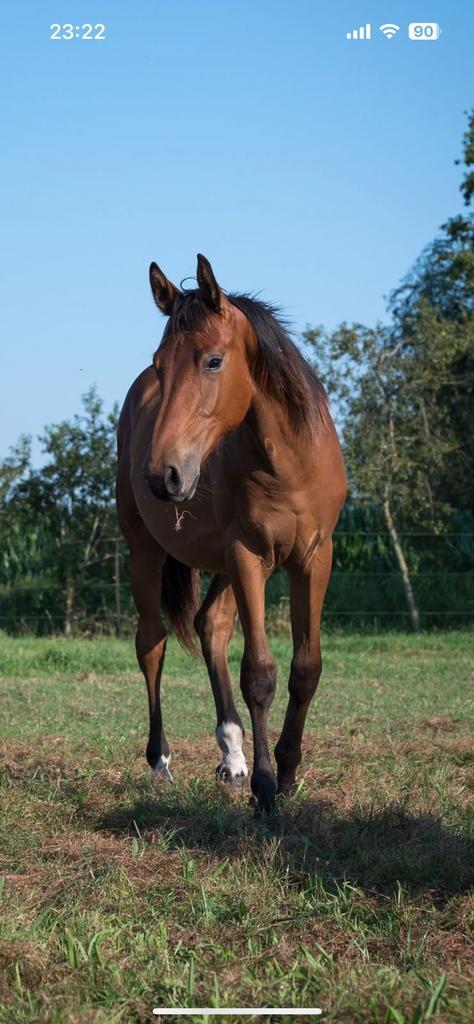 2 jarige ruin, Dieren en Toebehoren, Paarden, Ruin, Onbeleerd, 0 tot 2 jaar, Springpaard, Ontwormd