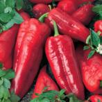 Zoete lange rode puntpaprika ATRIS oogst 2025, Ophalen of Verzenden, Voorjaar, Zaad