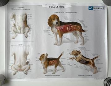 3 posters anatomy: beagle - fret - mini varken  beschikbaar voor biedingen