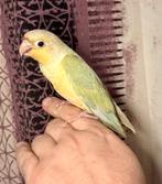 Conure de molinae (pyrrhura)EAM-Livraison possible, Sexe inconnu, Domestique