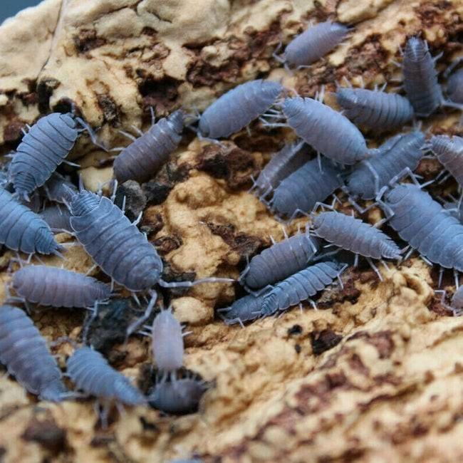 Powder blue isopods / pissebedden, Dieren en Toebehoren, Insecten en Spinnen, Overige soorten