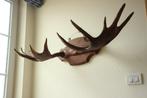 Taxidermie eland gewei, Ophalen, Gebruikt, Hert