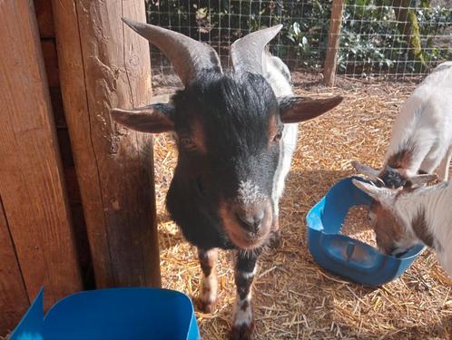 Dwerggeit bokje, Dieren en Toebehoren, Schapen, Geiten en Varkens