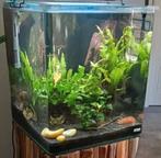 Nano aquarium 50l (afgeronde hoeken), Enlèvement, Aquarium vide