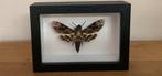 Doodshoofdvlinder in kader, Ophalen of Verzenden, Zo goed als nieuw