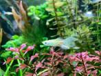 Mannetjes Guppy's Parlemoer, Dieren en Toebehoren, Vis, Zoetwatervis, Schoolvis