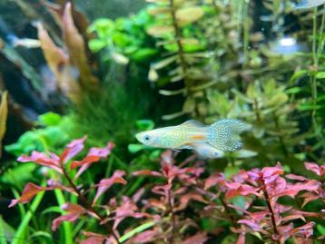 Mannetjes Guppy's Parlemoer beschikbaar voor biedingen