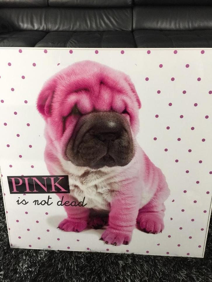 kader met hond "Pink is not dead", Huis en Inrichting, Woonaccessoires | Schilderijen, Tekeningen en Foto's, Ophalen