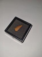 Abelisaurus Tand – 1,7 cm, Ophalen of Verzenden, Fossiel