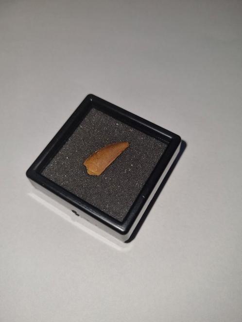 Abelisaurus Tand – 1,7 cm, Verzamelen, Mineralen en Fossielen, Fossiel, Ophalen of Verzenden
