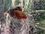 Wyandotte kriel haan, Dieren en Toebehoren, Pluimvee, Mannelijk, Kip