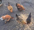 Antwerpse baardkriel, Femelle, Poule ou poulet