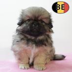 Pekingees - Schattige Belgisch pups te koop, België, Handelaar, CDV (hondenziekte), 8 tot 15 weken