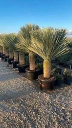 Yucca rostrata!, Tuin en Terras, Planten | Bomen, Ophalen