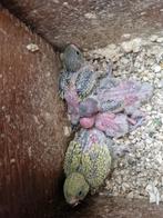 Verschillende jonge grasparkieten, ideaal om tam te maken., Dieren en Toebehoren, Vogels | Parkieten en Papegaaien, Parkiet, Tam