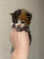 Maine Coon kittens, Dieren en Toebehoren, Katten en Kittens | Raskatten | Langhaar, Poes, Gechipt, 0 tot 2 jaar