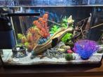 Aquarium, Animaux & Accessoires, Poissons | Aquariums & Accessoires, Enlèvement, Comme neuf, Aquarium d'eau douce rempli