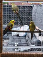 Koppel bergparkieten, Dieren en Toebehoren, Vogels | Parkieten en Papegaaien