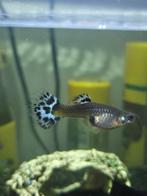 Poisson Guppy, Animaux & Accessoires, Poisson, Poisson d'eau douce, Banc de poissons