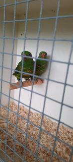 Koppel schubben lori, Dieren en Toebehoren, Vogels | Parkieten en Papegaaien, Tam
