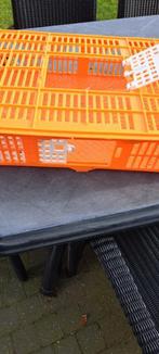 vogels, Dieren en Toebehoren, Ophalen of Verzenden