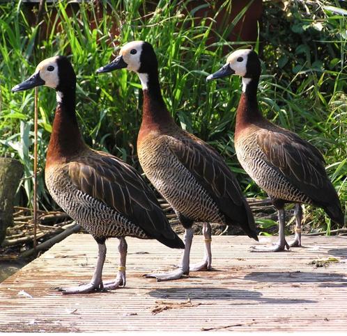 Verschillende soorten Siereenden en sierganzen, Dieren en Toebehoren, Pluimvee, Eend