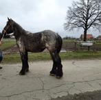 Blauwschimmel/Zwartschimmel merrie - Belgisch Trekpaard / Ch, Dieren en Toebehoren, Merrie, Onbeleerd, Gechipt, 0 tot 2 jaar