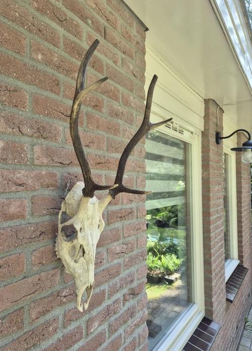 Edelhert Gewei Zes - Ender Schedel Mancave Jacht c95, Verzamelen, Dierenverzamelingen, Gewei of Kop, Hert, Ophalen of Verzenden
