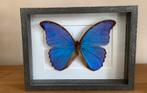 Grote blauwe MORPHO DIDIUS  vlinder in 3d kader, Ophalen of Verzenden