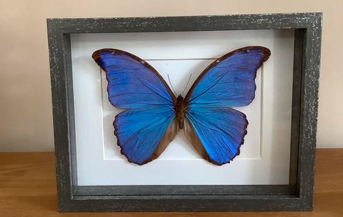 Grote blauwe MORPHO DIDIUS  vlinder in 3d kader, Verzamelen, Dierenverzamelingen, Ophalen of Verzenden