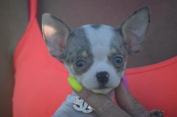 Chihuahua pups mooie keuze beschikbaar voor biedingen