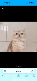 Ch.Brits golden blue, Chat, Avec pedigree, 0 à 2 ans