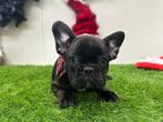 Chiots Bouledogue Français, Animaux & Accessoires, Bouledogue, Plusieurs, Parvovirose, Belgique