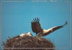 OOIEVAARS  OP  NEST, Verzenden, Ongelopen, Vogel