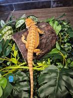 Baardagaam  orange tiger (vrouwtje), Hagedis, Tam, 0 tot 2 jaar