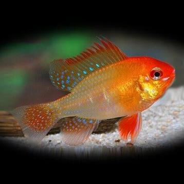 Microgeophagus ramerezi gold beschikbaar voor biedingen