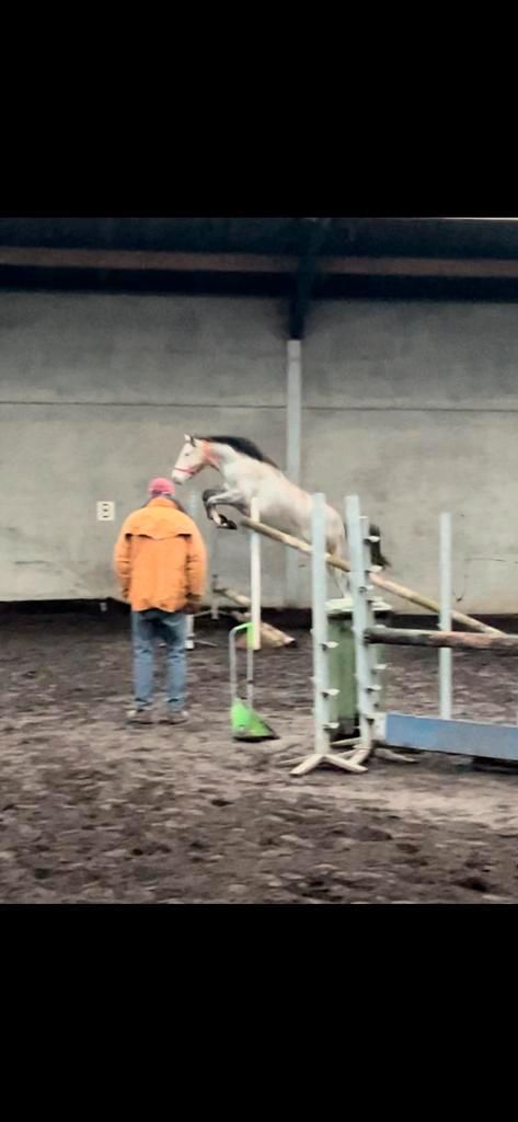 2jarige springmerrie Colorit Z x Zirocco Blue VDL, Dieren en Toebehoren, Paarden, Merrie, Onbeleerd, 0 tot 2 jaar, Springpaard