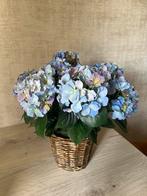 Hortensia's met rotanpot, Ophalen, Zo goed als nieuw, Binnen