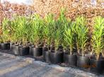 oleanders, Tuin en Terras, Volle zon, Vaste plant, Zomer, Ophalen