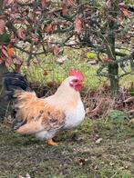 CHABO HAAN, Dieren en Toebehoren, Pluimvee, Mannelijk, Kip