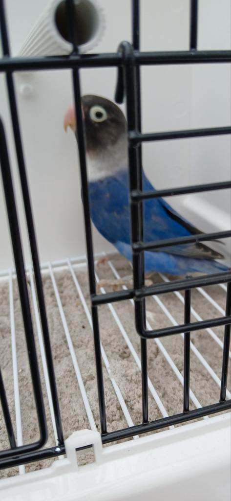 Personata.s, Dieren en Toebehoren, Vogels | Parkieten en Papegaaien