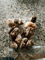 Russische dwerghamsters, Dieren en Toebehoren, Knaagdieren, Juni, Meerdere dieren, Hamster