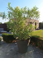 Oleander WIT, Ophalen, Vaste plant