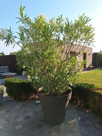 Oleander WIT beschikbaar voor biedingen