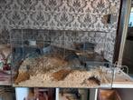 Kooi voor hamster/woestijn ratjes, Dieren en Toebehoren, Ophalen, Nieuw, Kooi, Hamster