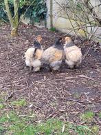 3 jonge brahma's, Dieren en Toebehoren