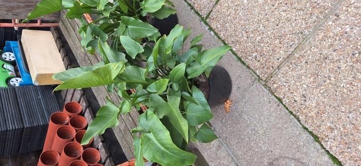 Gobelets Arum 2 pièces., Jardin & Terrasse, Plantes | Jardin, Enlèvement